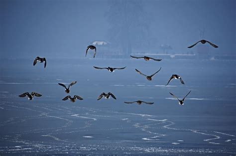 'Changing climate patterns affect migration of birds' | Daily Sabah