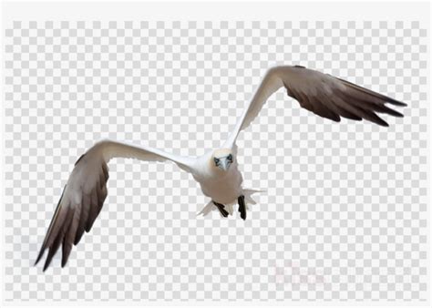 Bird Flying Png For Photoshop Clipart Bird Gulls Clip - Black Check Decorative File Folders ...