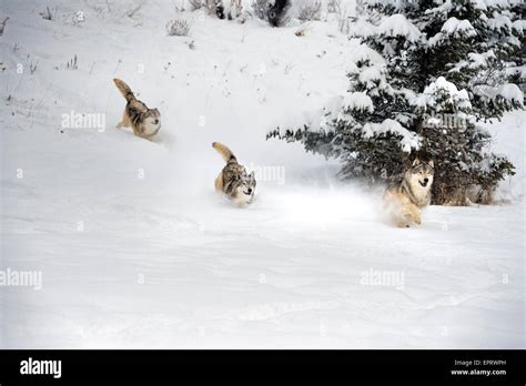 Wolves hunting hi-res stock photography and images - Alamy