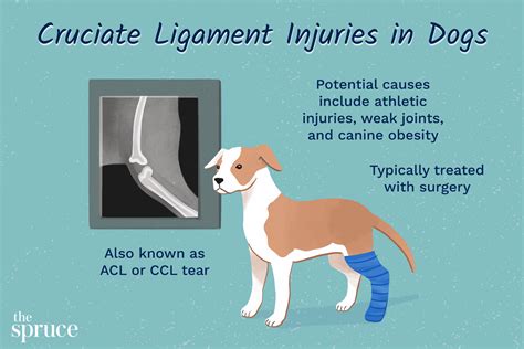 Ruptured Cruciate Ligament in Dogs