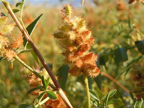 Glycyrrhiza lepidota - American licorice | Flickr