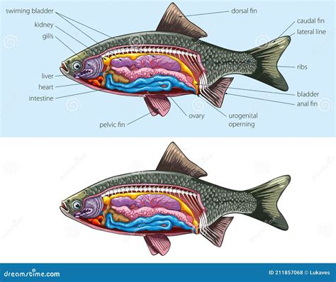 Anatomy Of A Fish Royalty-Free Stock Photo | CartoonDealer.com #19282215