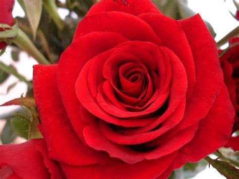 Red Rose Close-Up Free Photo Download | FreeImages