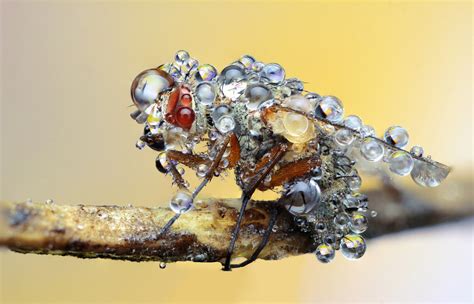 How to make Extreme Macro Photographs in only a few mins