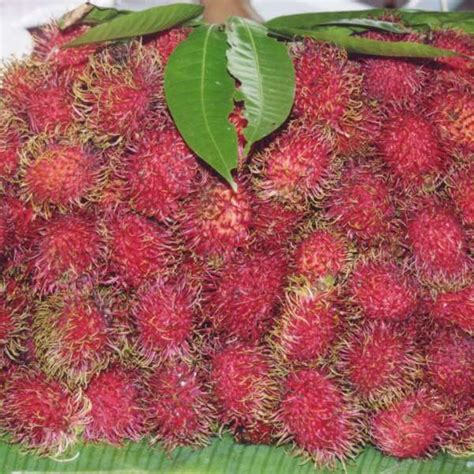 10 Most Exotic Fruits - exotic fruits list - Oddee