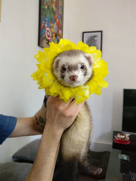 21 Cute Ferret Photos That Will Make You Smile – The Modern Ferret