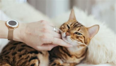 Cat allergy vaccine 'coming soon'