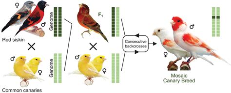 A genetic mechanism for sexual dichromatism in birds | Science