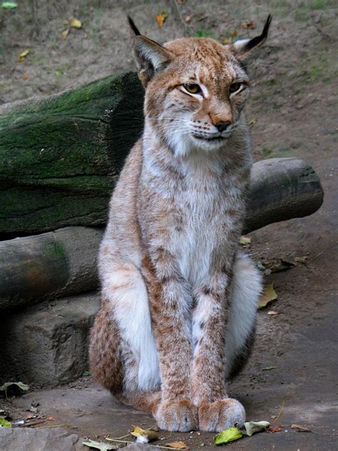 Eurasian lynx (Lynx lynx) stock photo. Image of hunter - 269473068