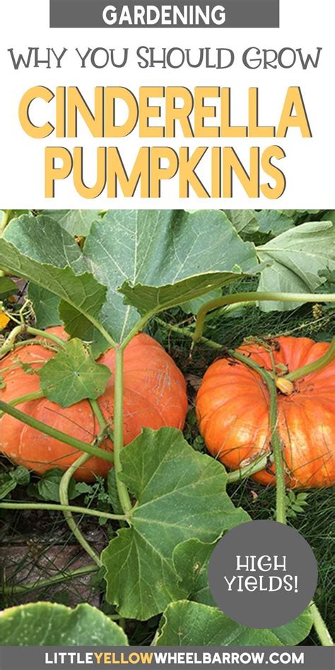 Grow Cinderella Pumpkins for High Yield Harvests. | Fall garden vegetables, Cinderella pumpkin ...