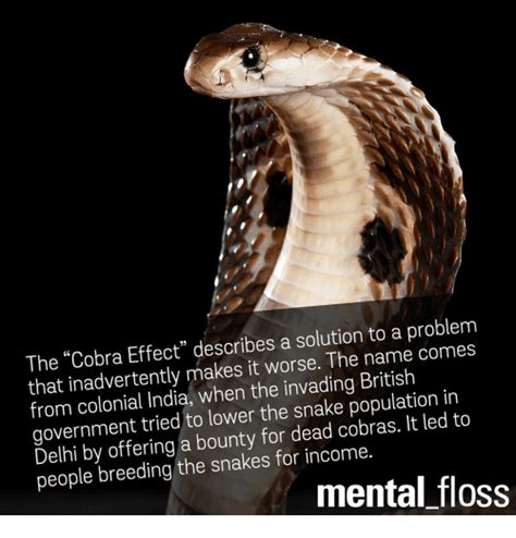 The Cobra Effect Describes A Solution To A Problem That The Big Picture Of Problem Solving ...