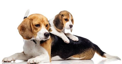 Do Puppies Take After Mom or Dad? - Healthy Homemade Dog Treats