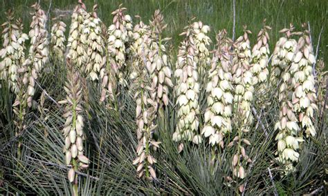 The Yucca Moth: An Intricate Pollination Process & Keystone Species Of Desert Ecosystems – SC ...