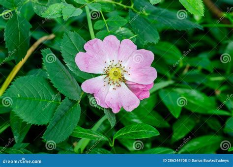 Beautiful Pink Flower of Alpine Rose in Garden Stock Photo - Image of ...