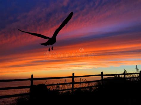 Birds Silhouette Sunset stock photo. Image of black, starling - 85448788