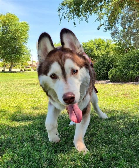 Cerebellar Hypoplasia in Dogs — Husky Haven of Florida