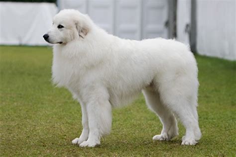 Pyrenean Mountain Dog - Facts | Description | Profile | Traits - DogDwell