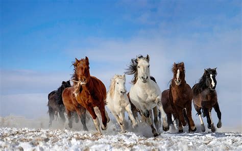 Pictures Horses Run Animals 1920x1200