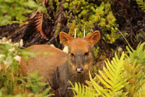 Wildlife of Patagonia | Chile & Argentina | Adventure Travel