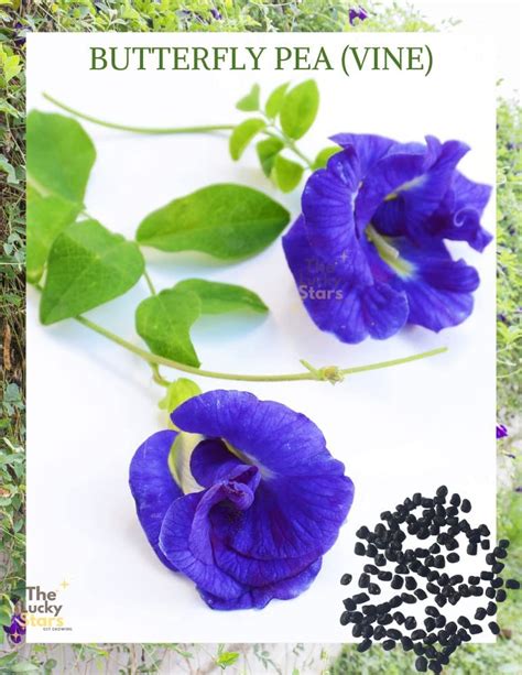 Buy 50 Butterfly Pea Flower - HOA Dau Biec - Blue Butterfly Pea Vine ...