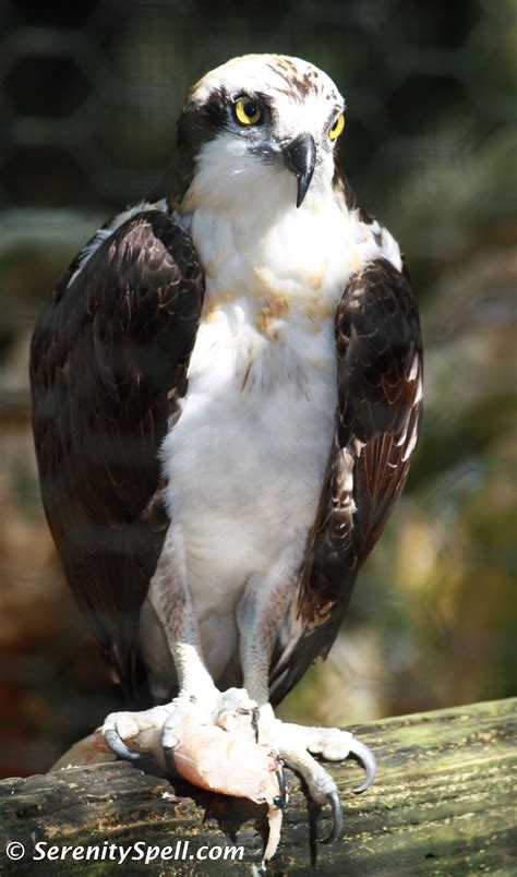 Birds of prey: Rescued Osprey (Sea hawk), Florida | Birds of prey, Backyard birds, Sea mammal