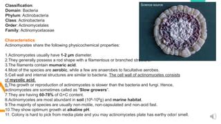 ACTINOMYCETES.pptx