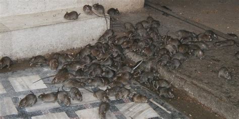 Best Rodent Infestation Solution | Ways To Get Rid Of Mice | RatSlab