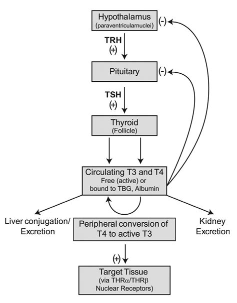 Overview of thyroid hormone regulation. Thyroid-releasing hormone (TRH ...