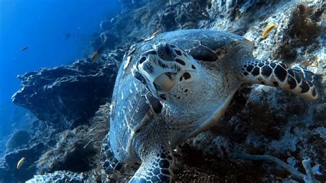 Photo of a Turtle Swimming Underwater · Free Stock Photo