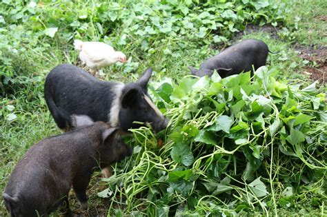 Spread Organic Agriculture in the Philippines: WHERE TO GET: Native Pigs