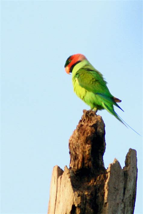 Birds and Nature Photography @ Raub: Long-tailed Parakeet (Psittacula ...