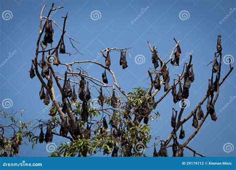 Numerous Huge Bats Hanging from Tree Stock Photo - Image of nature ...