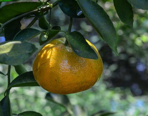 Mandarin citrus fruits on the tree | Mandarin citrus fruits … | Flickr