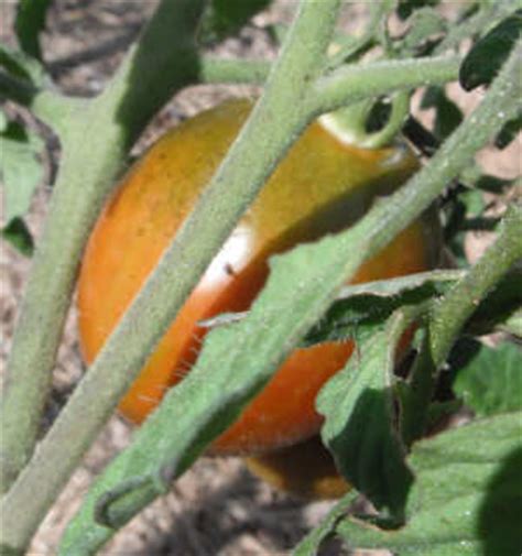 Black Prince Tomato - Homegrown Tomatoes