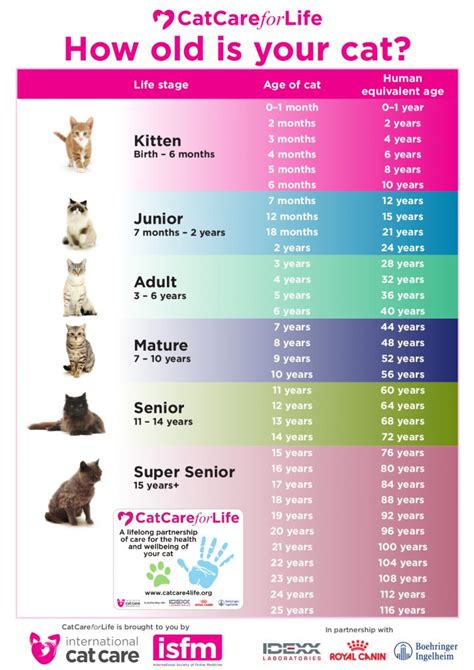 Feline Life Stages – The Cat Doctor