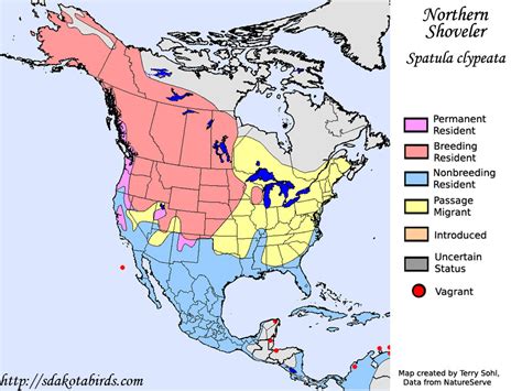 Northern Shoveler - Species Range Map