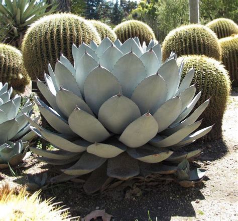 Super 10 Seeds Agave Parryi Stunning Parrys UK Plant