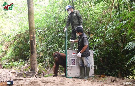THE NOT-SO-SIMPLE TASK OF RELEASING ORANGUTANS – Borneo Orangutan Survival
