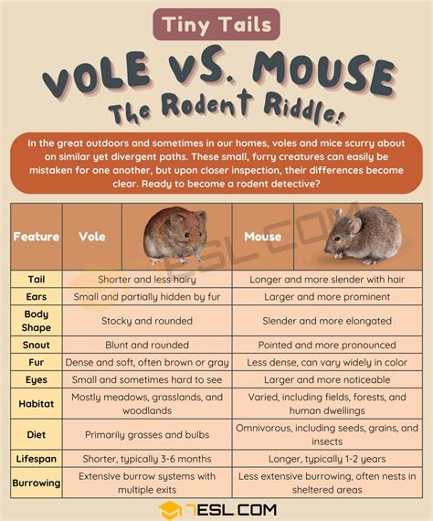 Vole vs. Mouse: The Difference between Vole and Mouse • 7ESL