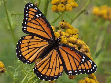 Capt Mondo's Photo Blog » Blog Archive » Viceroy Butterfly on a Yellow Flower