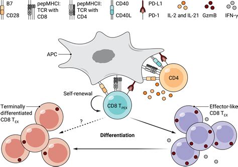 Advancing beyond the twists and turns of T cell exhaustion in cancer ...