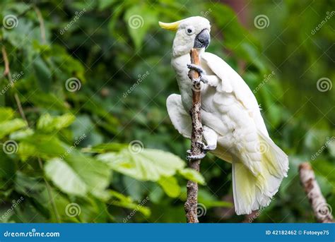 White Cockatoo in tree stock photo. Image of colors, feather - 42182462