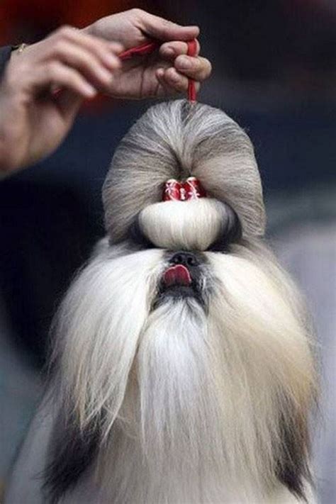 23 Funny Dog Haircuts That Will Make You Laugh or Cringe