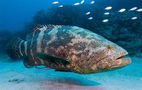 Grouper - Alchetron, The Free Social Encyclopedia