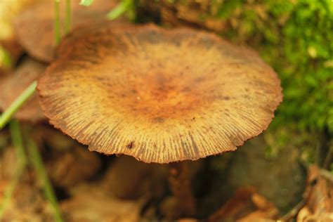 8 Most Poisonous Types Of Mushrooms - WorldAtlas