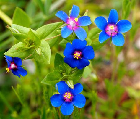 Pimpernel Blue Anagallis Monelli Seeds