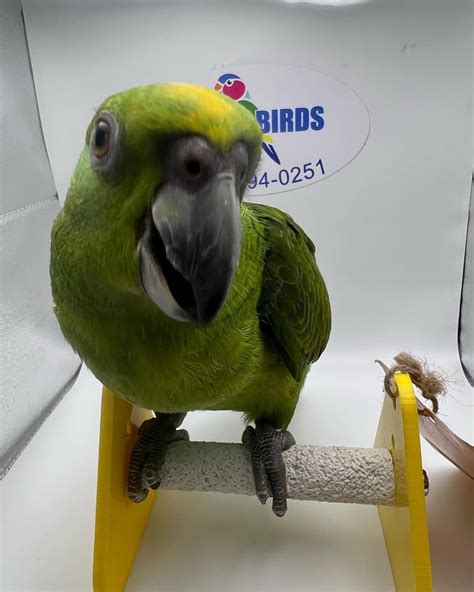 Amazon Parrot-Call for pricing and availability | Just4Birds.com