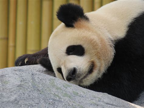 Free Images : bear, sleeping, mammal, fauna, whiskers, vertebrate, giant panda, carnivoran, dog ...