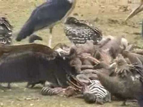 Vultures eating Zebra Carcass - YouTube