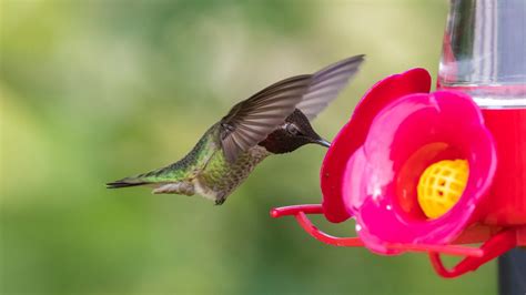 Ways to Protect Your Hummingbirds